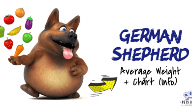 German Shepherd Weight Information