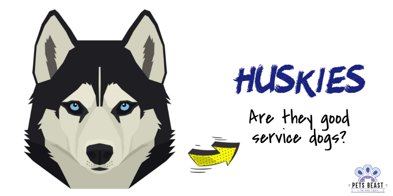 Huskies as service dogs