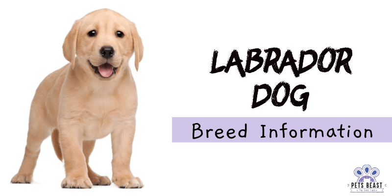 Labrador Dog Breed Information