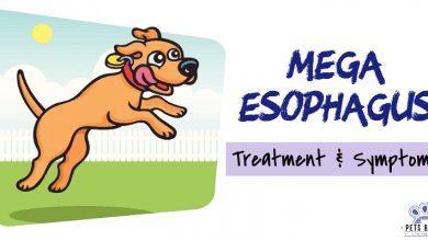 Photo of Megaesophagus in Dogs