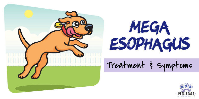 Megaesophagus In Dogs