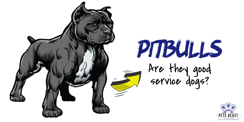 Pitbulls As Service Dogs