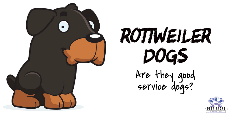 Rottweiler Dogs