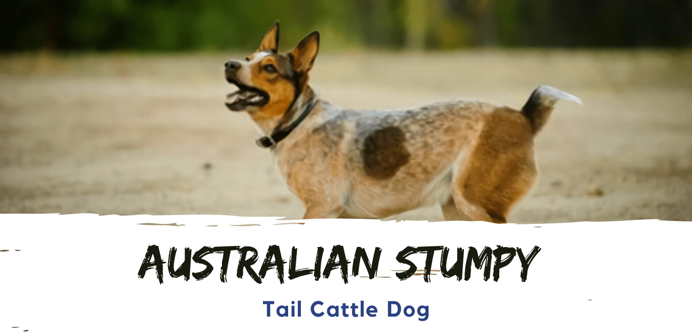 THE AUSTRALIAN STUMPY TAIL CATTLE DOG