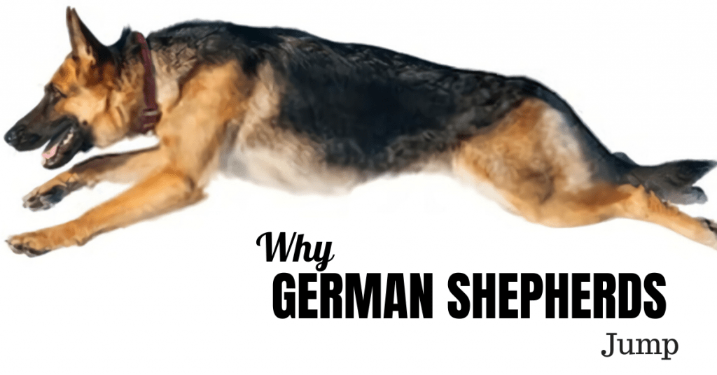 Why Do German Shepherds Jump