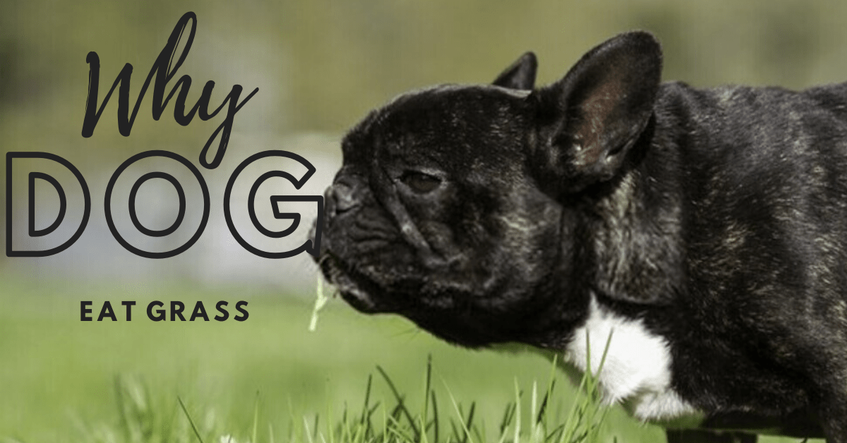 Why Does My Dog Eat Grass: The Reason & Cure Expert Answered