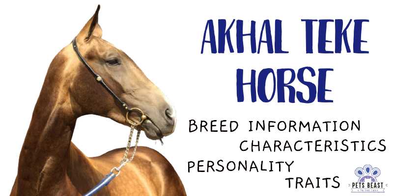 Akhal Teke Horse Breed Information