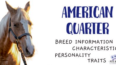 American Quarter Horse Breed Information
