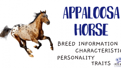 Photo of Appaloosa Horse
