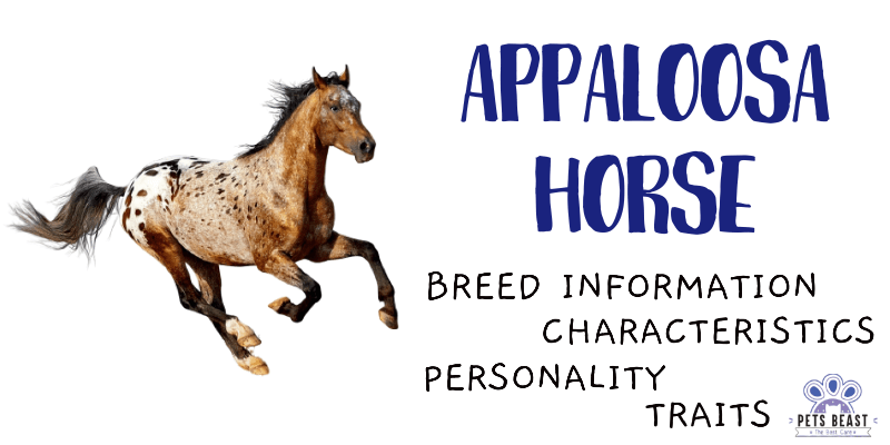 Appaloosa Horse Breed