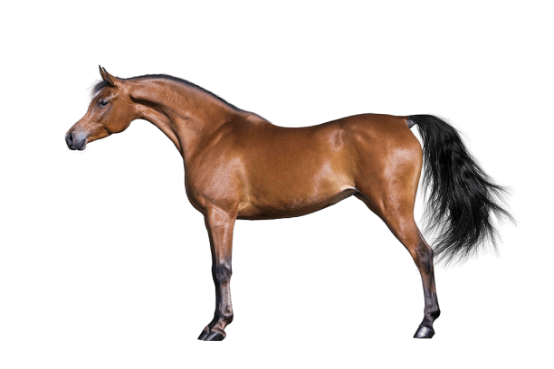 Arabian Horse Information