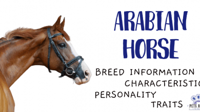 Photo of Arabian Horse Breed Information