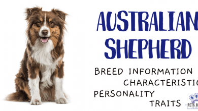 Australian Shepherd Dog Breed Information