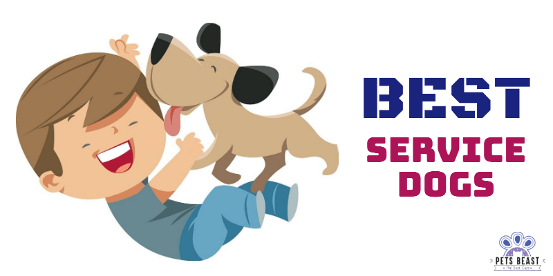 Best Service Dogs 2 Best Service Dog Breeds