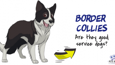 Photo of Are Border Collies Good Service Dogs?