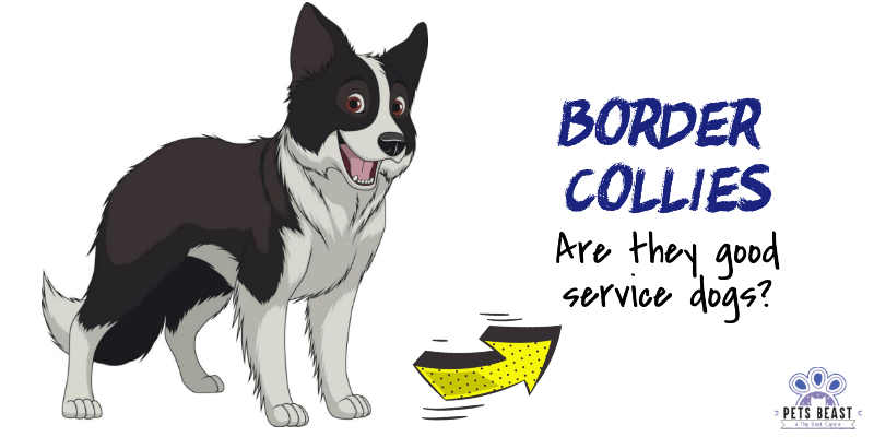 Border Collies As Service Dogs