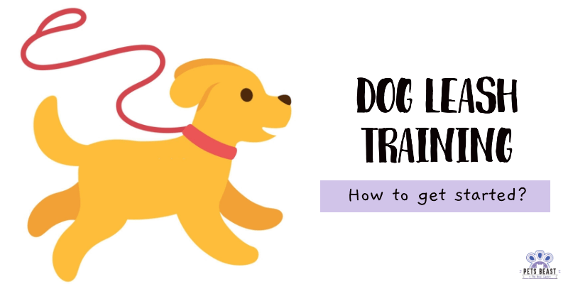 Dog Leash Training Guide