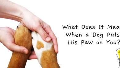Photo of Dog Putting His Paw On You? The Accurate Reasons Explained by Dog Expert