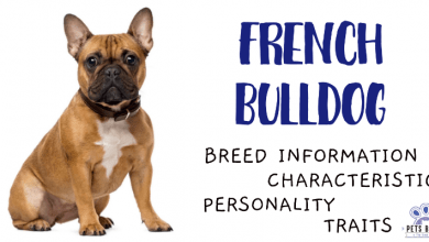 French Bulldog Breed Information