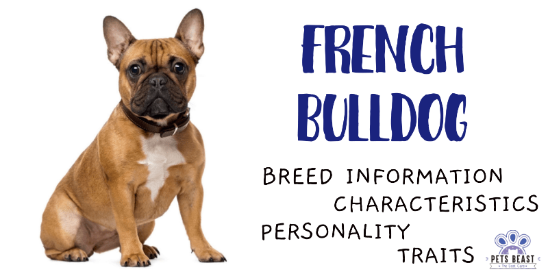 French Bulldog Breed Information