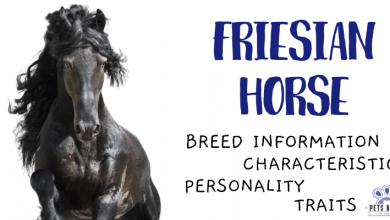 Photo of Friesian Horse Breed Information