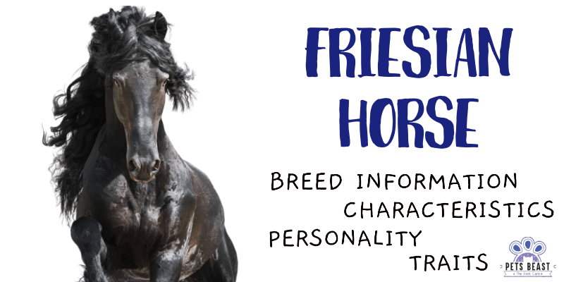 Friesian Horse Breed