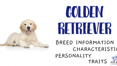 Golden Retriever Breed Information