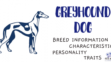 Greyhound Dog Breed Information