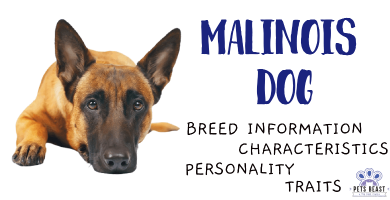 Malinois Dog Breed Information