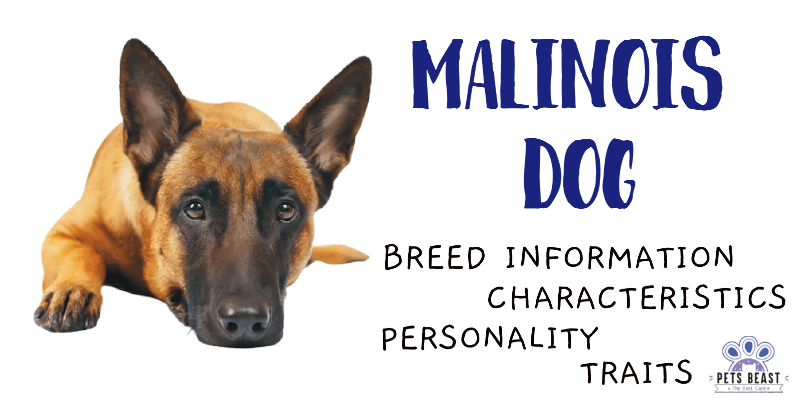 Malinois Dog Breed Information