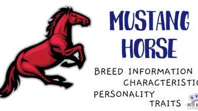 Mustang Horse Breed Information