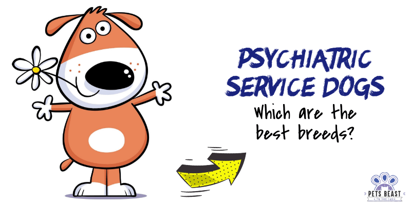 Psychiatric Service Dog Breeds
