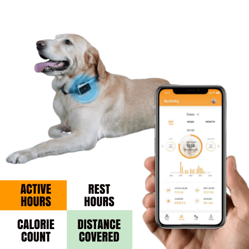 Pawfit Gps Tracker Review