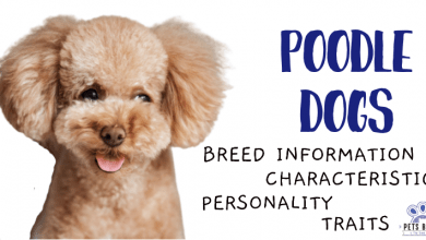 Photo of Poodle Dogs