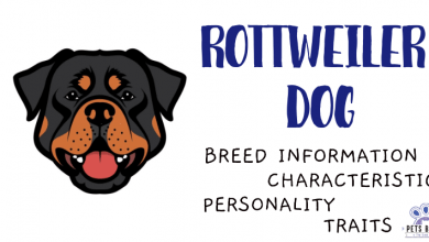 Photo of Rottweiler Dog Breed