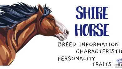 Photo of Shire Horse: The Absolutely Cool Facts About Them!