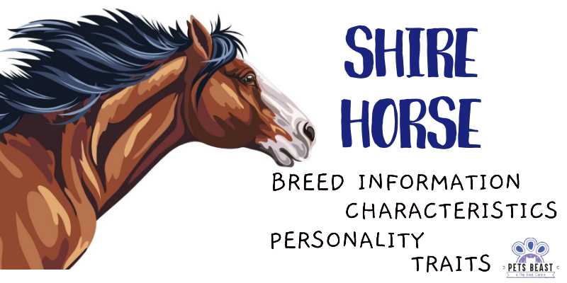 Shire Horse Breed Information