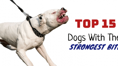 Photo of Top 15 Dogs with the Highest Bite Rates & Jaw Strengths