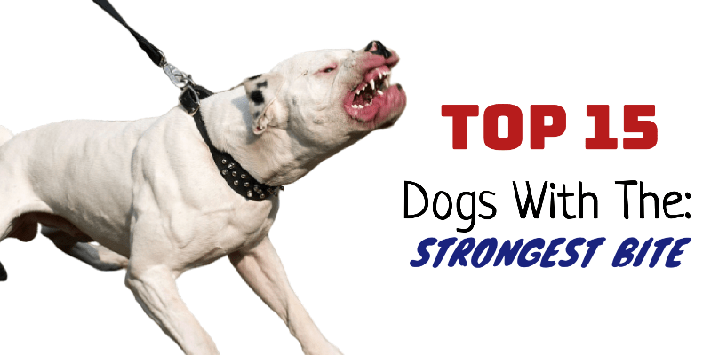 Top 15 Dogs With The Strongest Bite Maximum Bite Force