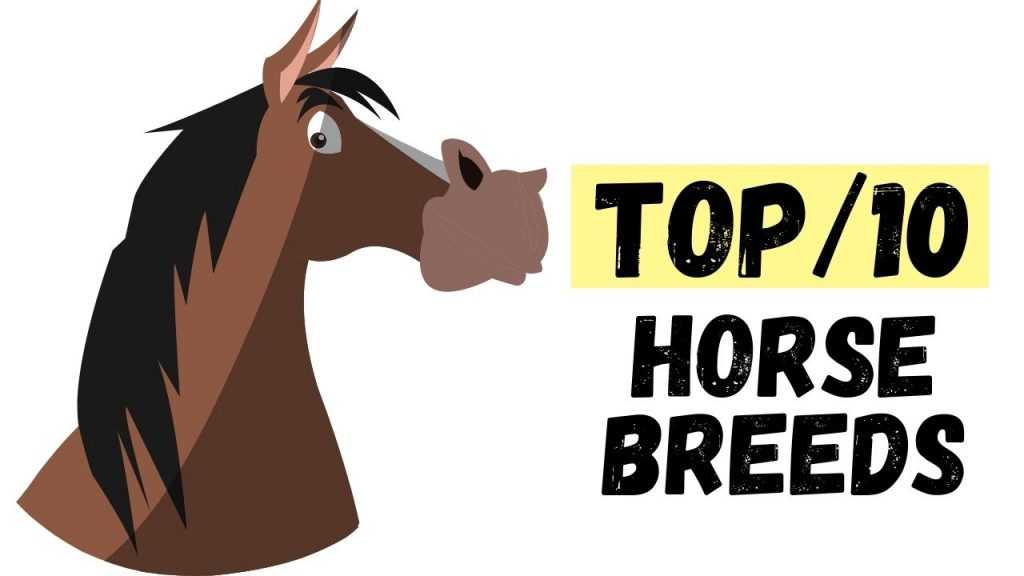 The World’s 10 Best Horse Breeds