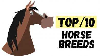 Photo of The World’s 10 Best Horse Breeds