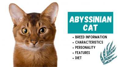 Photo of Abyssinian Cat Breed Information