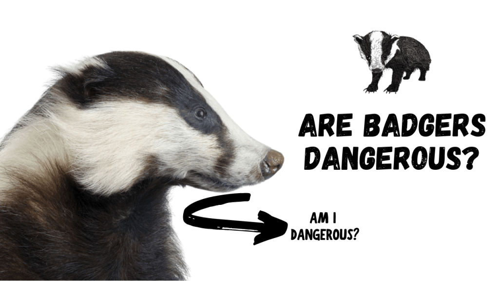 Are Badgers Dangerous?