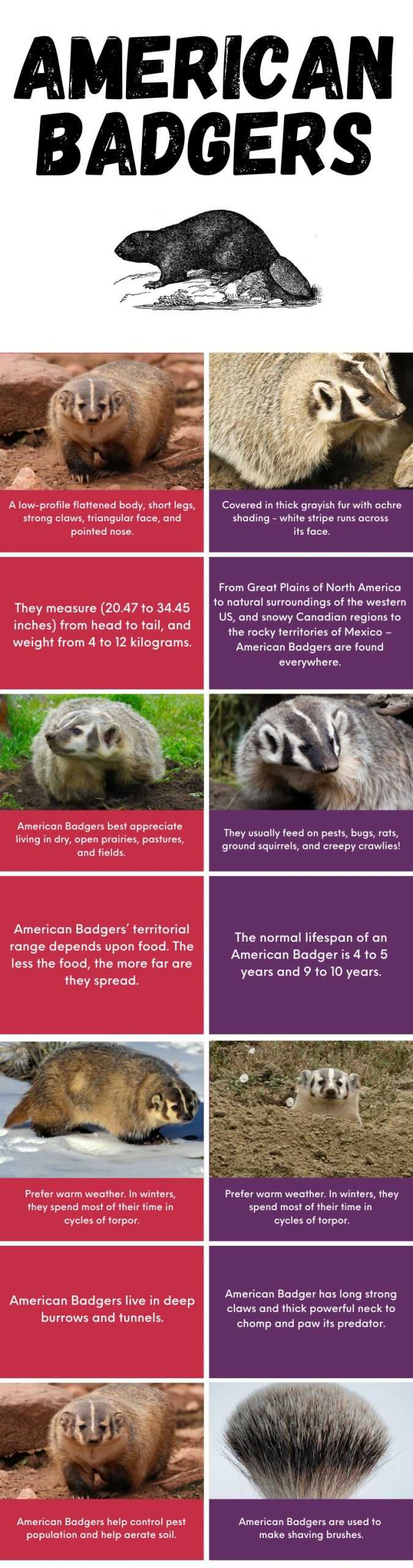 American Badger Information