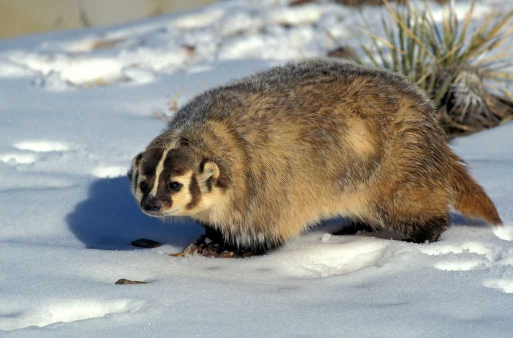 American Badger Weather Compatibility