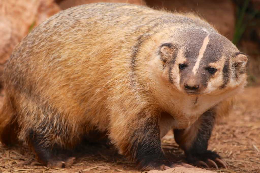 American Badger Weight