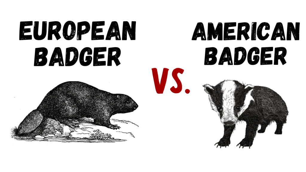 European Badger vs American Badger