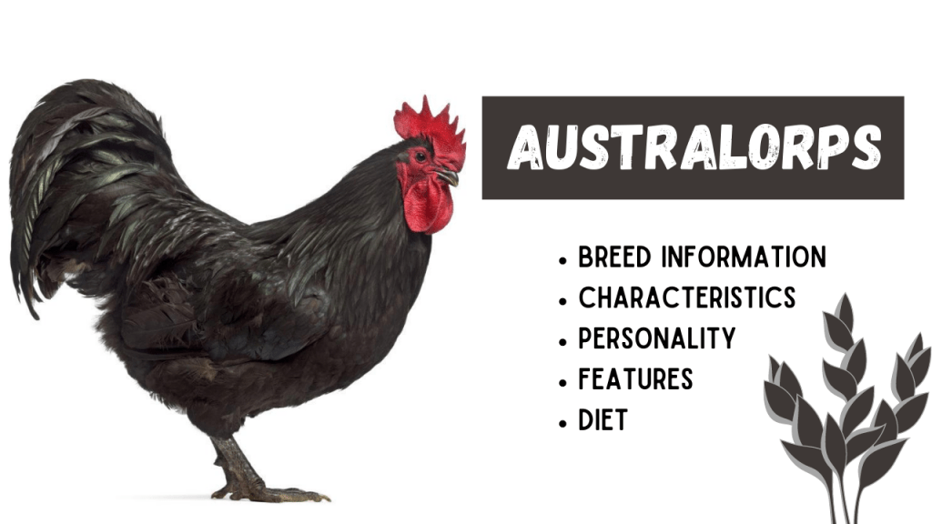Australorps Hen Breed Information