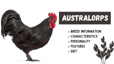 Australorps Chicken