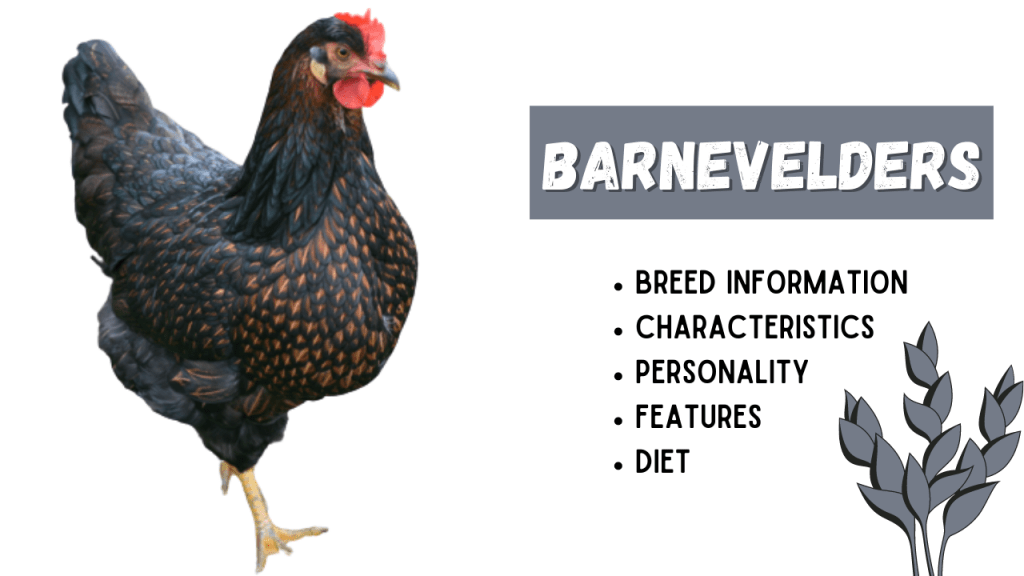 Barnevelders Chicken Breed Information